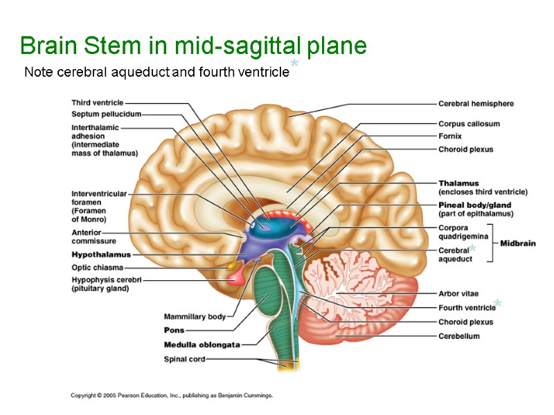 Brain Stem in mid-sagittal plane Note cerebral aqueduct and fourth ventricle* * *